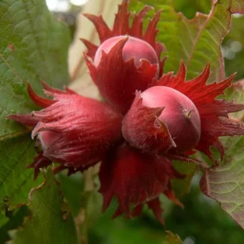 Фундук МОСКОВСКИЙ РУБИН  Фундук МОСКОВСКИЙ РУБИН в Москве