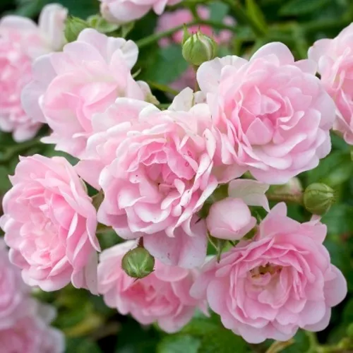 Саженцы роз ЗЕ ФЕЙРИ почвопокровная в Москве