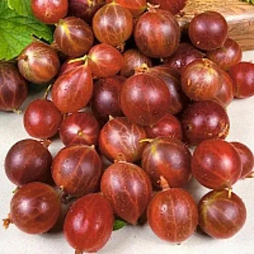 Крыжовник ОЛАВИ (ХИННОНМАЕН ПУНАЙНЕН) в Москве