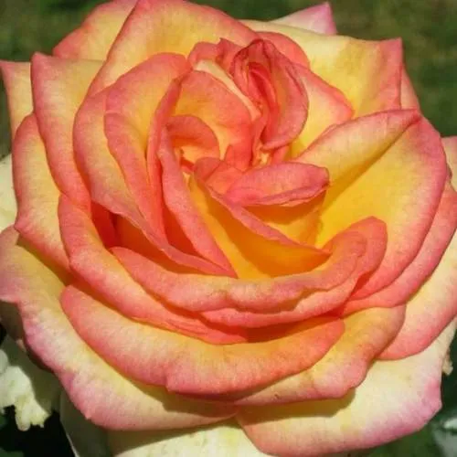 Саженцы роз АМАЗОНКА чайно-гибридная в Москве