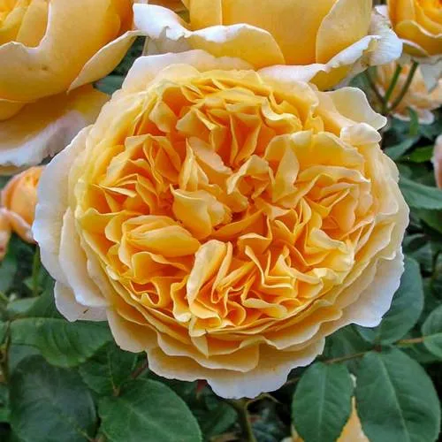 Саженцы роз БЕАТРИС английская в Москве