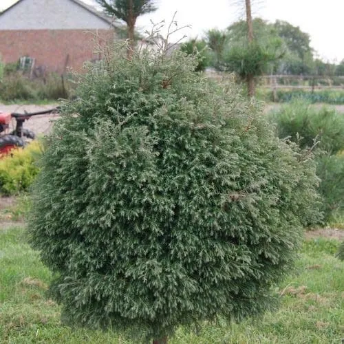 Туя вересковидная в Москве