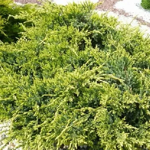 Можжевельник ГОЛД СТАР средний в Москве