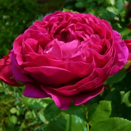 Саженцы роз АСКОТ чайно-гибридная  Саженцы роз АСКОТ чайно-гибридная в Москве