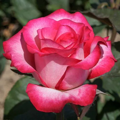 Саженцы роз ХАЙЛЕНДЕР чайно-гибридная в Москве