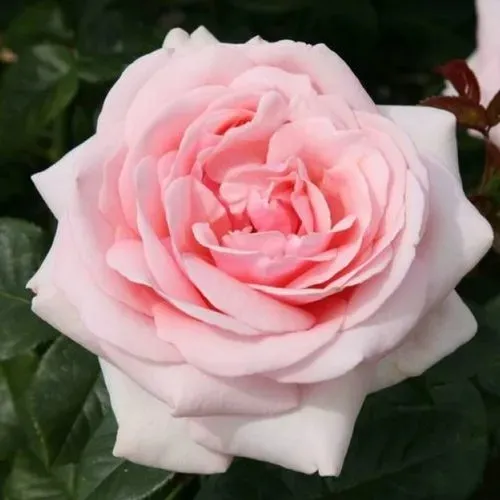 роза Афродита чайно-гибридная в Москве