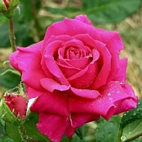 Саженцы роз ШАКИРА чайно-гибридная в Москве