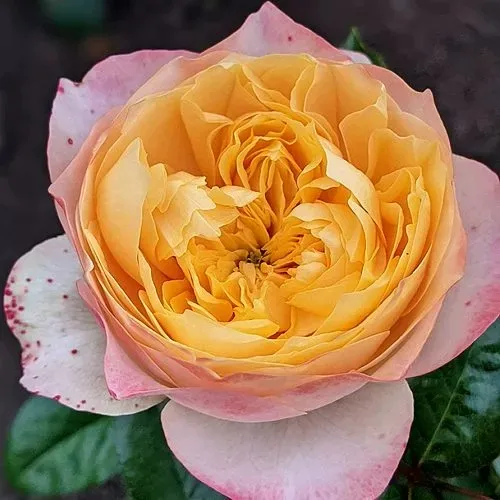 Саженцы роз ГОЛДЕН ВУВУЗЕЛА чайно-гибридная в Москве