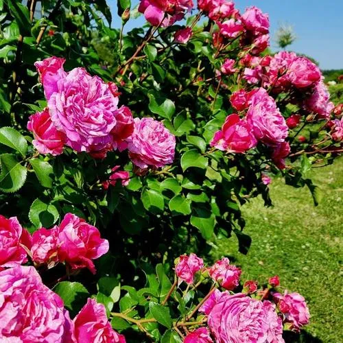 Саженцы роз ИНЕС САСТР плетистая в Москве