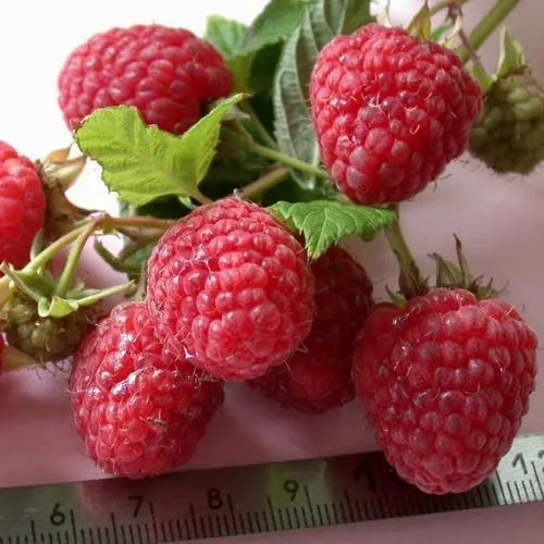 Саженцы малины ремонтантной Примара