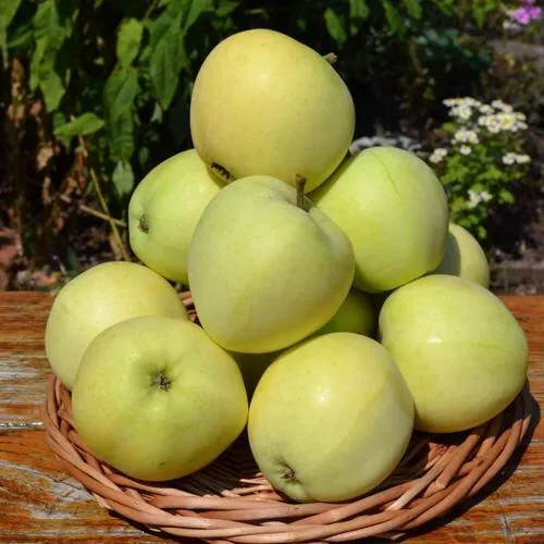 Яблоня ПАПИРОВКА  Яблоня ПАПИРОВКА в Москве