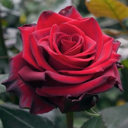 Саженцы роз ЭКСПЛОРЕР чайно-гибридная в Москве