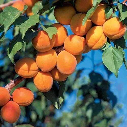 Абрикос ХАРКОТ в Москве