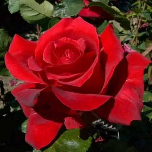 Саженцы роз КРАСНАЯ МАГИЯ чайно-гибридная в Москве
