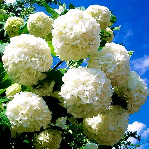 Калина БУЛЬДЕНЕЖ  Калина БУЛЬДЕНЕЖ в Москве