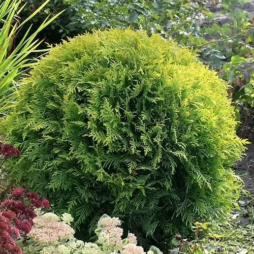 Туя ЕЛЛОУ ГЛОБ западная в Москве