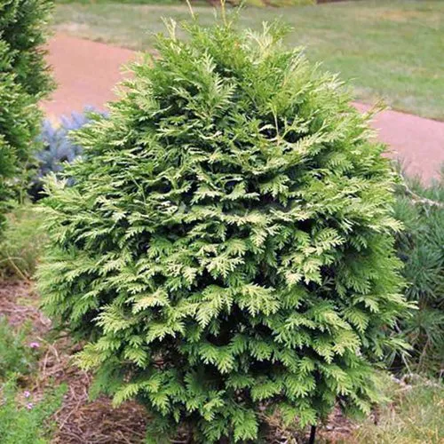 Туя ВАРЕАНА ЛЮТЕСЦЕНС западная в Москве