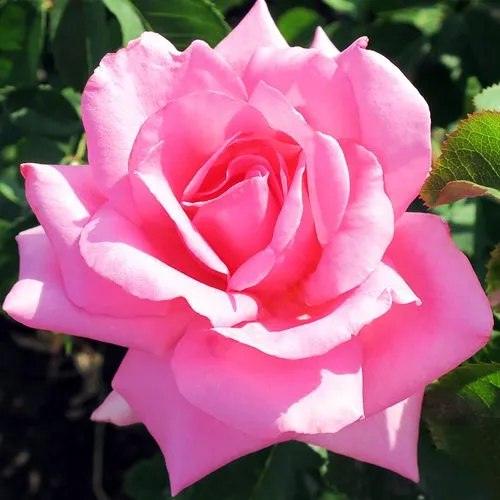 Саженцы роз ЖАРДЕН ДЕ ВИЛЛАНДРИ чайно-гибридная в Москве