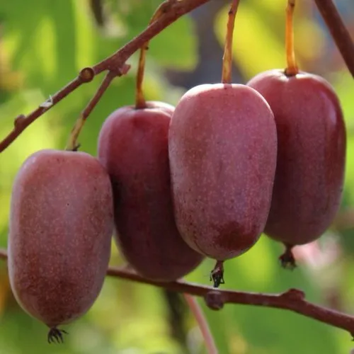 Актинидия ПУРПУРНО САДОВАЯ  аргута  Актинидия ПУРПУРНО САДОВАЯ  аргута в Москве