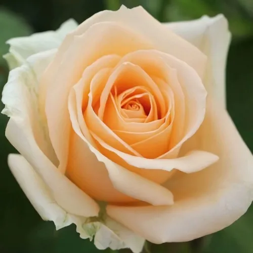 Саженцы роз ПИЧ АВАЛАНЖ чайно-гибридная в Москве