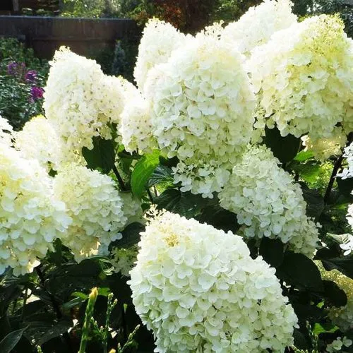 Гортензия СИЛЬВЕР ДОЛЛАР метельчатая  Гортензия СИЛЬВЕР ДОЛЛАР метельчатая в Москве