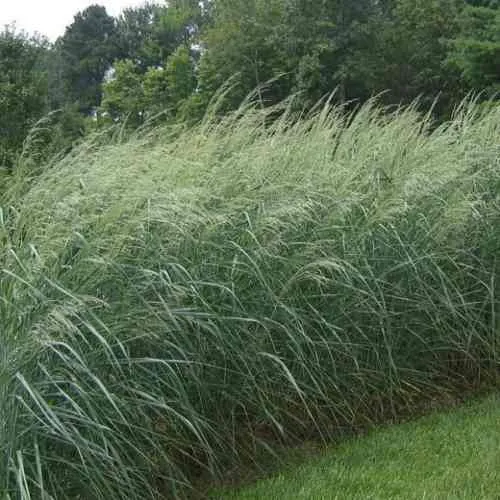 Просо ДЕВЕЙ БЛЮ в Москве