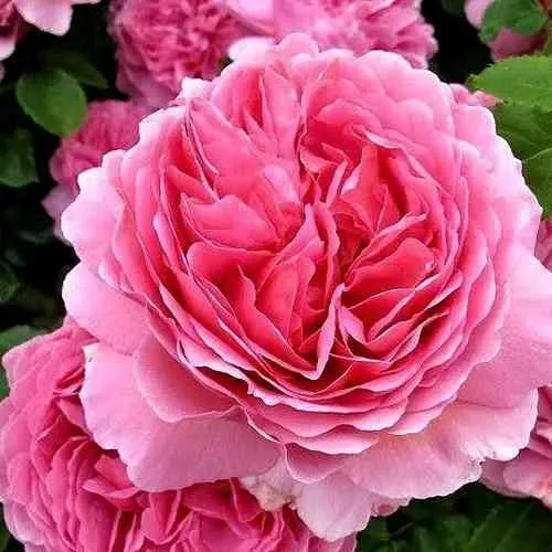 Саженцы роз ПРИНЦЕССА АЛЕКСАНДРА ОФ КЕНТ английская в Москве