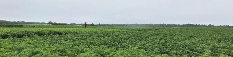 Принимаем заявки на производство качественного посадочного материала под заказ Принимаем заявки на производство качественного посадочного материала под заказ