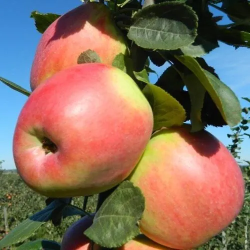 Яблоня БРЯНСКОЕ РОЗОВОЕ в Москве