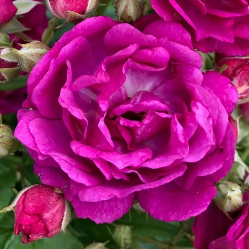 Саженцы роз ПЕРПЛ СИЛУЕТТА плетистая в Москве