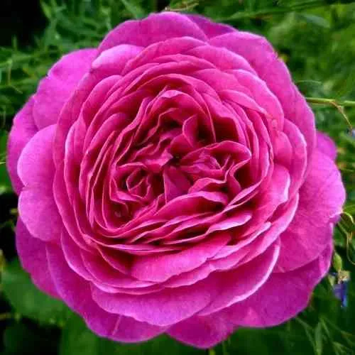 Саженцы роз ХАЙДИ КЛУМ флорибунда в Москве