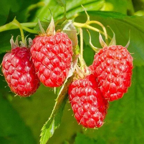 Малина ИЗОБИЛЬНАЯ в Москве