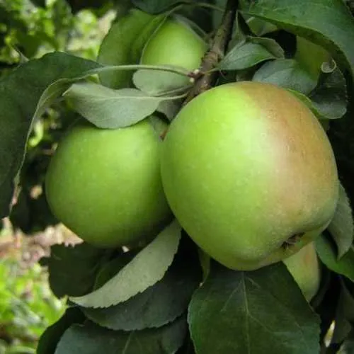 Яблоня ПАМЯТЬ СИКОРЫ  Яблоня ПАМЯТЬ СИКОРЫ в Москве