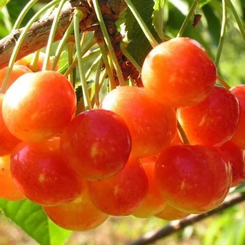 Черешня СОПЕРНИЦА в Москве