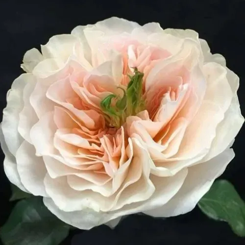 Саженцы роз ЧАРИТИ английская в Москве