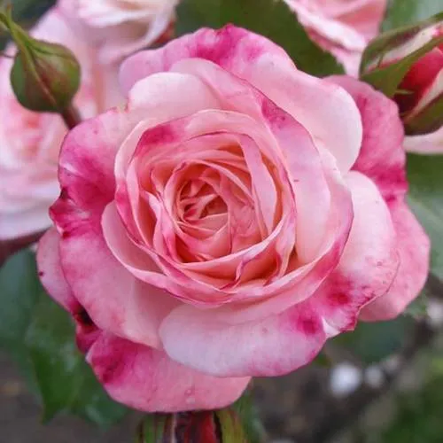 Саженцы роз РОЗЕНШТАДТ ФРАЙЗИНГ шраб в Москве