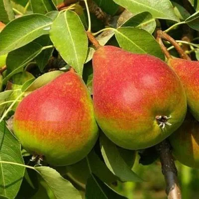 Саженцы груши оптом  Саженцы груши оптом в Москве