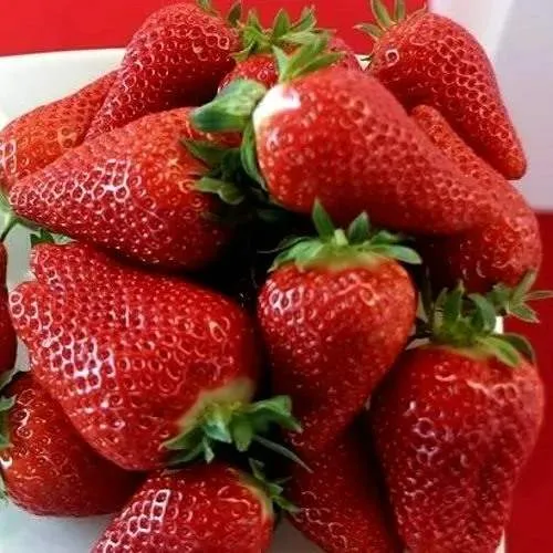 Клубника БРИЛЛА  Клубника БРИЛЛА в Москве