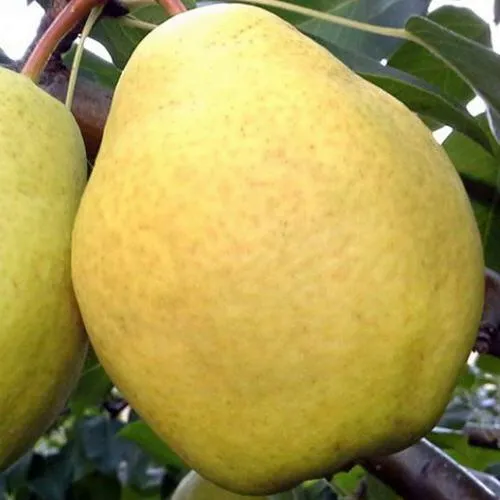 Груша ОСЕННИЙ ВЕЛИКАН в Москве