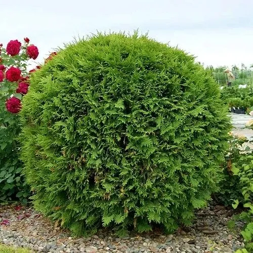 Туя ВУДВАРДИ западная в Москве