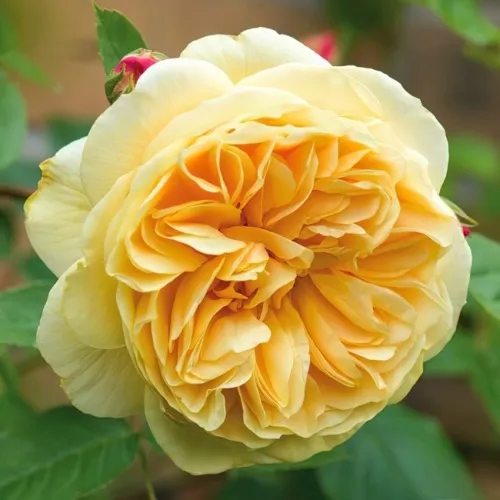 Саженцы роз ТИЗИНГ ДЖОРДЖИЯ английская в Москве