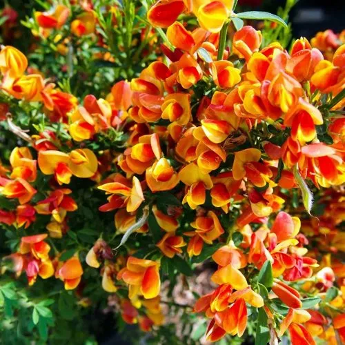 Ракитник АНДРЕАНУС  Ракитник АНДРЕАНУС в Москве