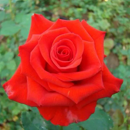 Саженцы роз МЕРСЕДЕС чайно-гибридная в Москве