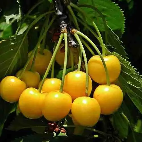 Черешня ЧЕРМАШНАЯ в Москве