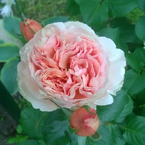 Саженцы роз ФИЛИНГ чайно-гибридная в Москве