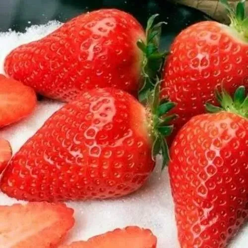 Клубника АЛЬБА  Клубника АЛЬБА в Москве