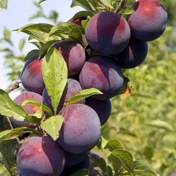 Поздняя  Поздняя в Москве