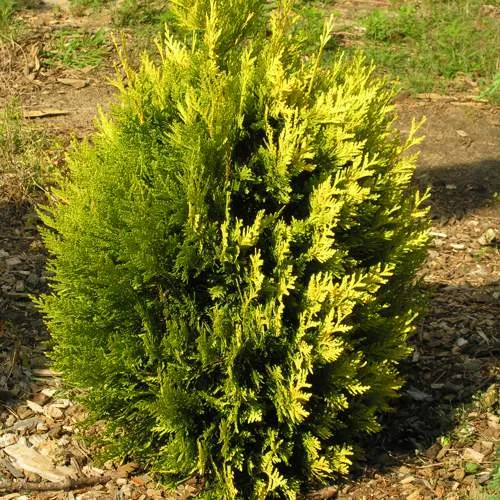 Туя КОППЕР ГОЛД западная в Москве