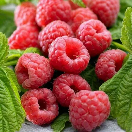 Саженцы малины ремонтантной Элегантная Саженцы малины ремонтантной Элегантная