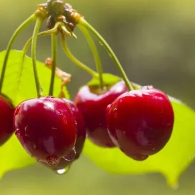 Черешня СИНЯВСКАЯ  Черешня СИНЯВСКАЯ в Москве